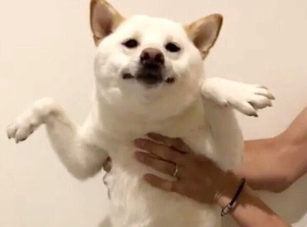 おもしろいポーズをするロロくん