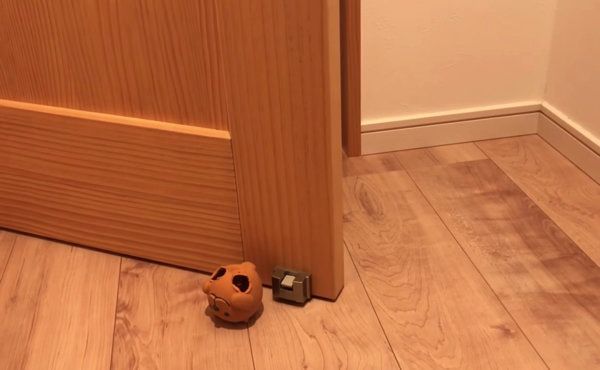 散歩を拒否する柴犬