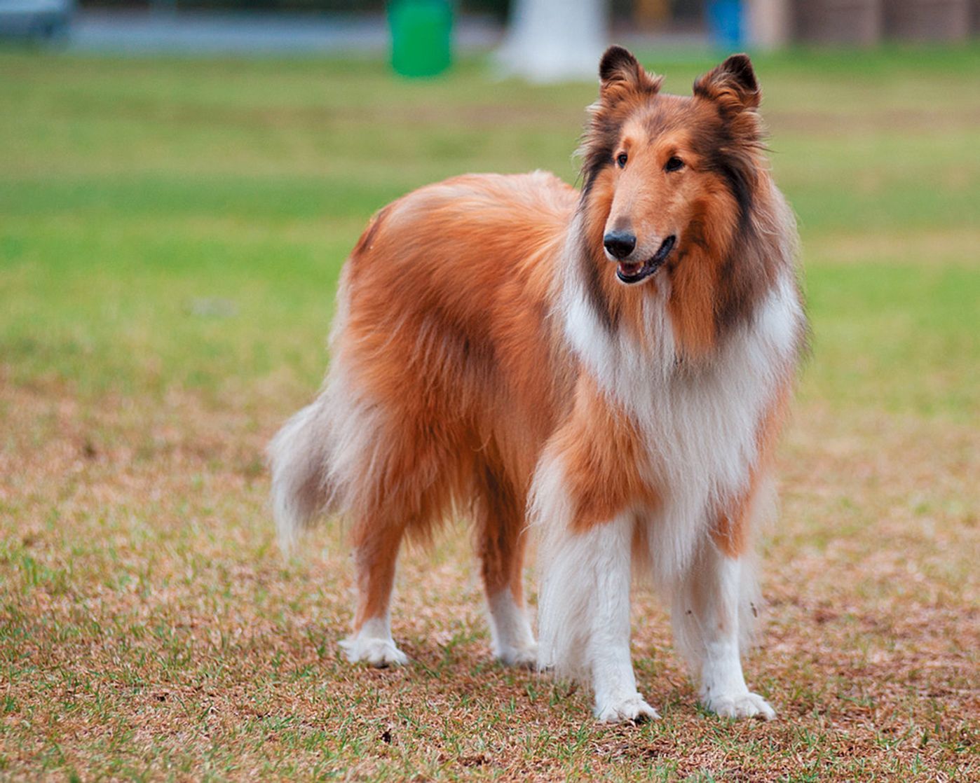 パグとセント バーナードは実は同じ仲間 犬種のルーツが意外すぎる いぬのきもちweb Magazine パグとセント バーナードは実は同じ仲間 犬種のルーツが意外すぎる いぬのきもちweb Magazine