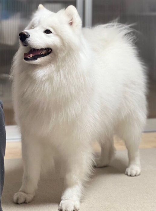 2才2カ月のころに撮影したダッツくん