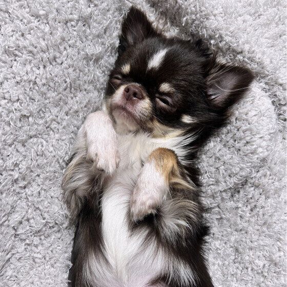 犬のいびきの原因と注意点 いびきをかきやすい犬の傾向は？ いぬのきもち