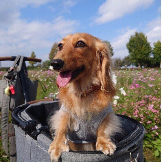 犬がウンチを食べるのをやめさせたい! 犬の食糞症で考えられる病気と対処法 いぬのきもち
