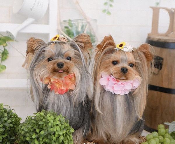 リボンでおめかししたヨークシャー・テリア