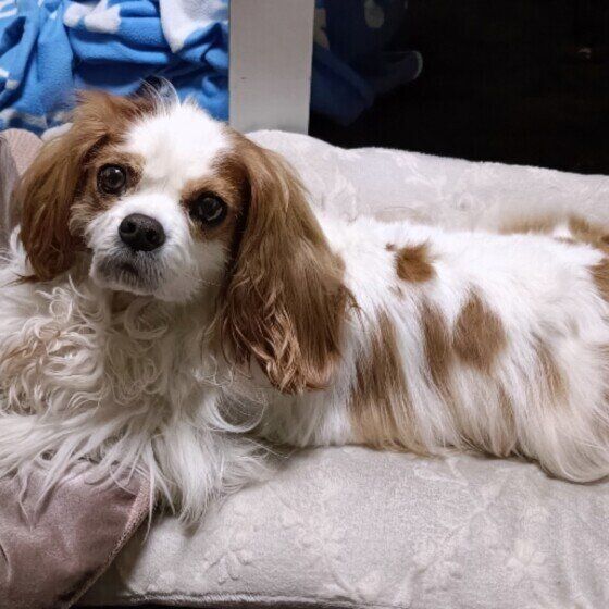 ポポロ  ゆっくりしよー