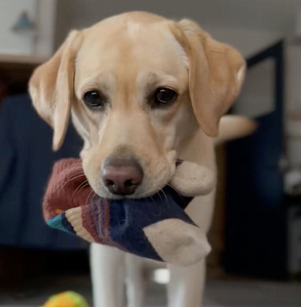 靴下をくわえながら飼い主さんを起こすぼんちゃん