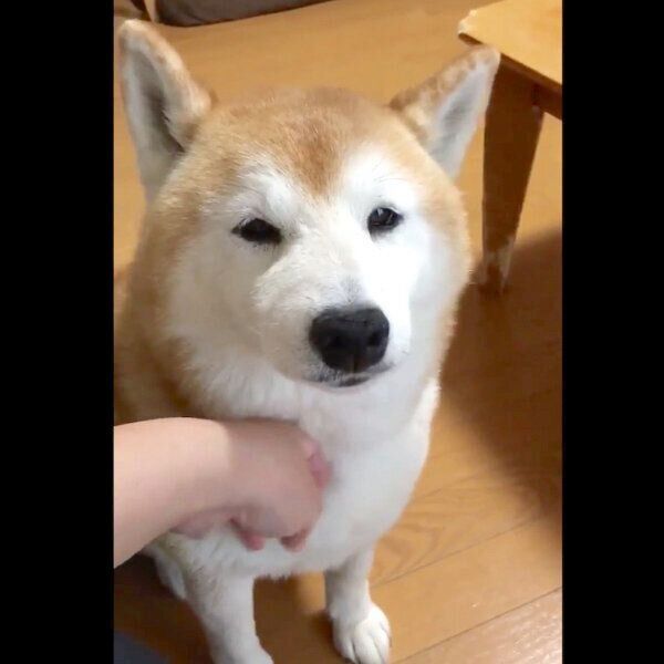 見つめるロペさん