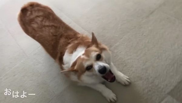 伸びをするコーギー