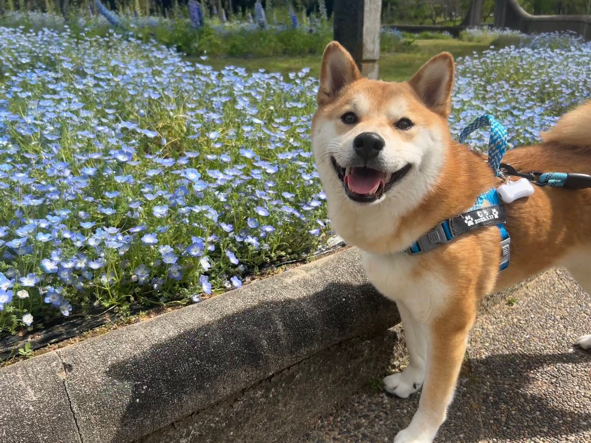 ネモフィラと柴犬
