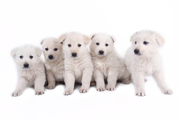 マレンマ・シープドッグ