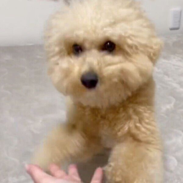 飼い主さんの手に着地するポテチくん