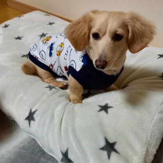 洋服を着るミニチュア・ダックスフンド