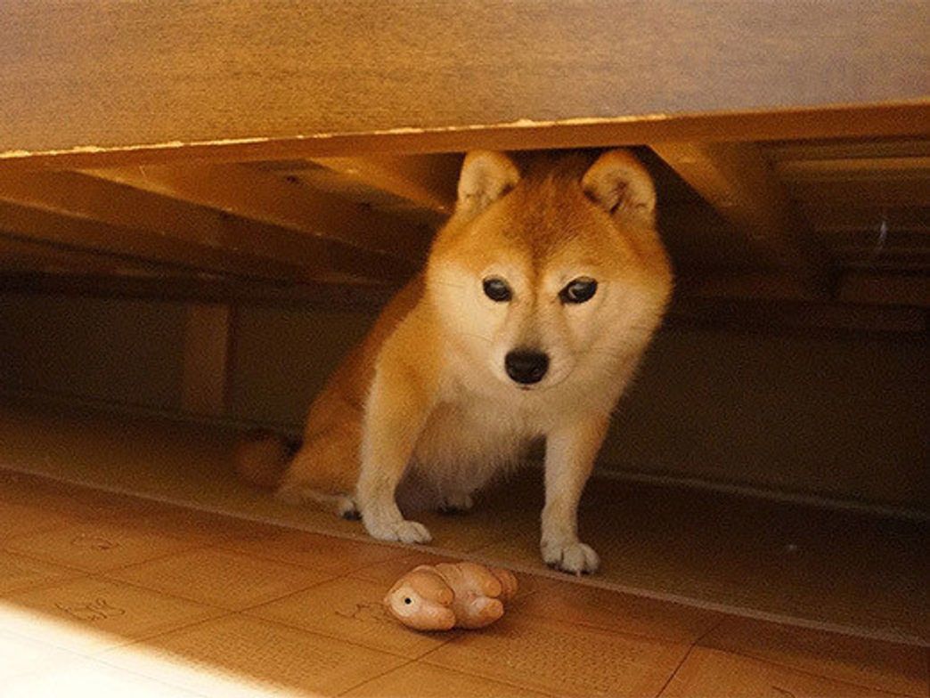 雷こわいの 小悪魔こむぎ 柴犬こむぎの小悪魔日記 いぬのきもちweb Magazine 雷こわいの 小悪魔こむぎ 柴犬こむぎの小悪魔日記 いぬのきもちweb Magazine