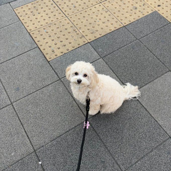 飼い主さんをじっと見つめるジョセフくん　この投稿には1,700を超える「いいね」が（2026年5月29日時点）