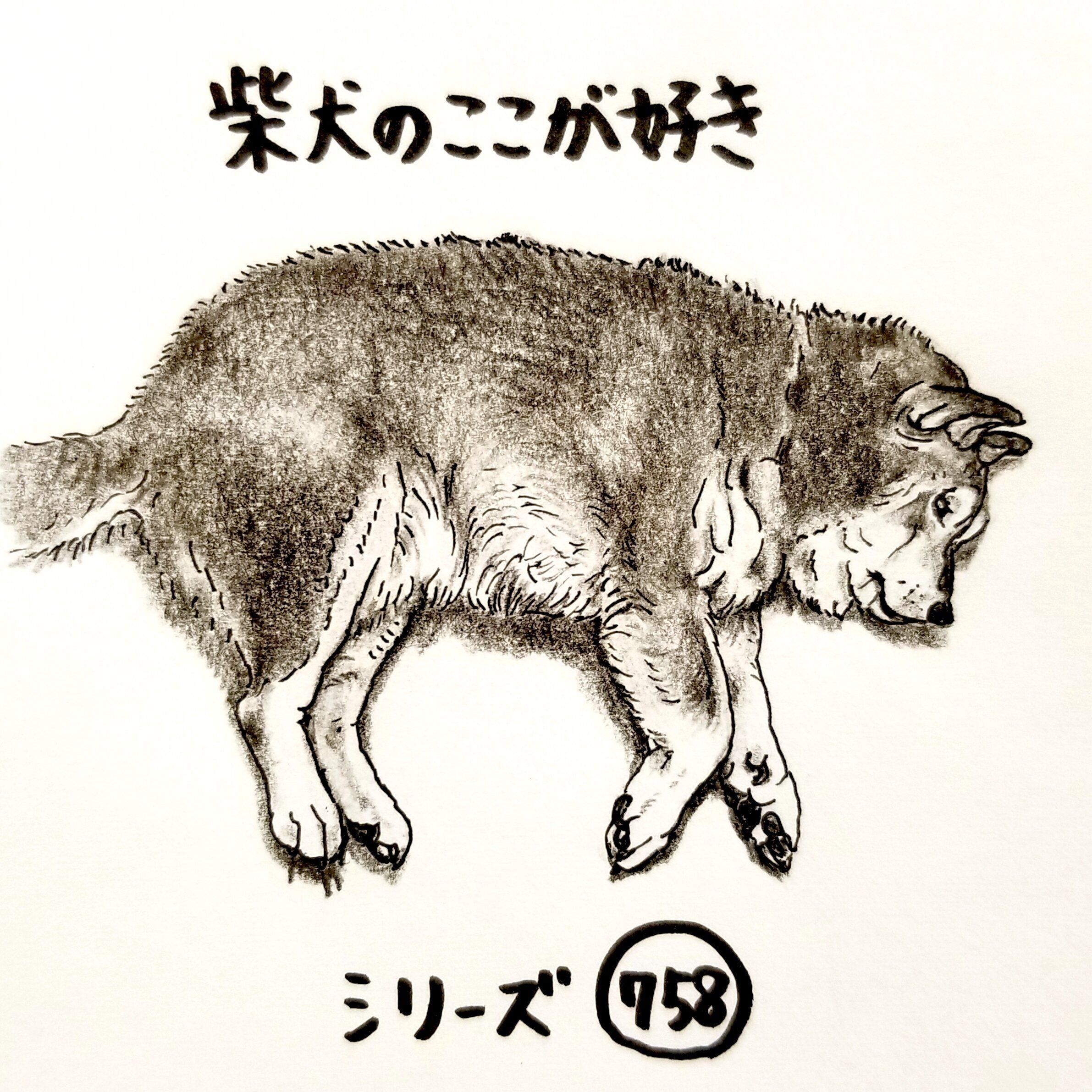 夢の中で走ってるの 柴犬あるある 眠るときの体勢が歩いているようなとこ 連載 ここ掘れここ柴 Vol 159 いぬのきもちweb Magazine