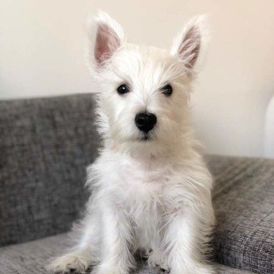 ウエスト・ハイランド・ホワイト・テリア