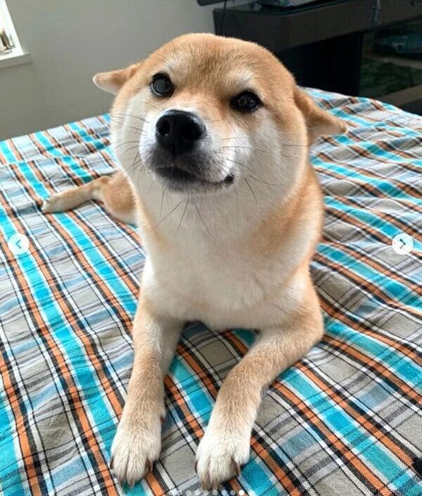ヒコーキ耳をすることちゃん
