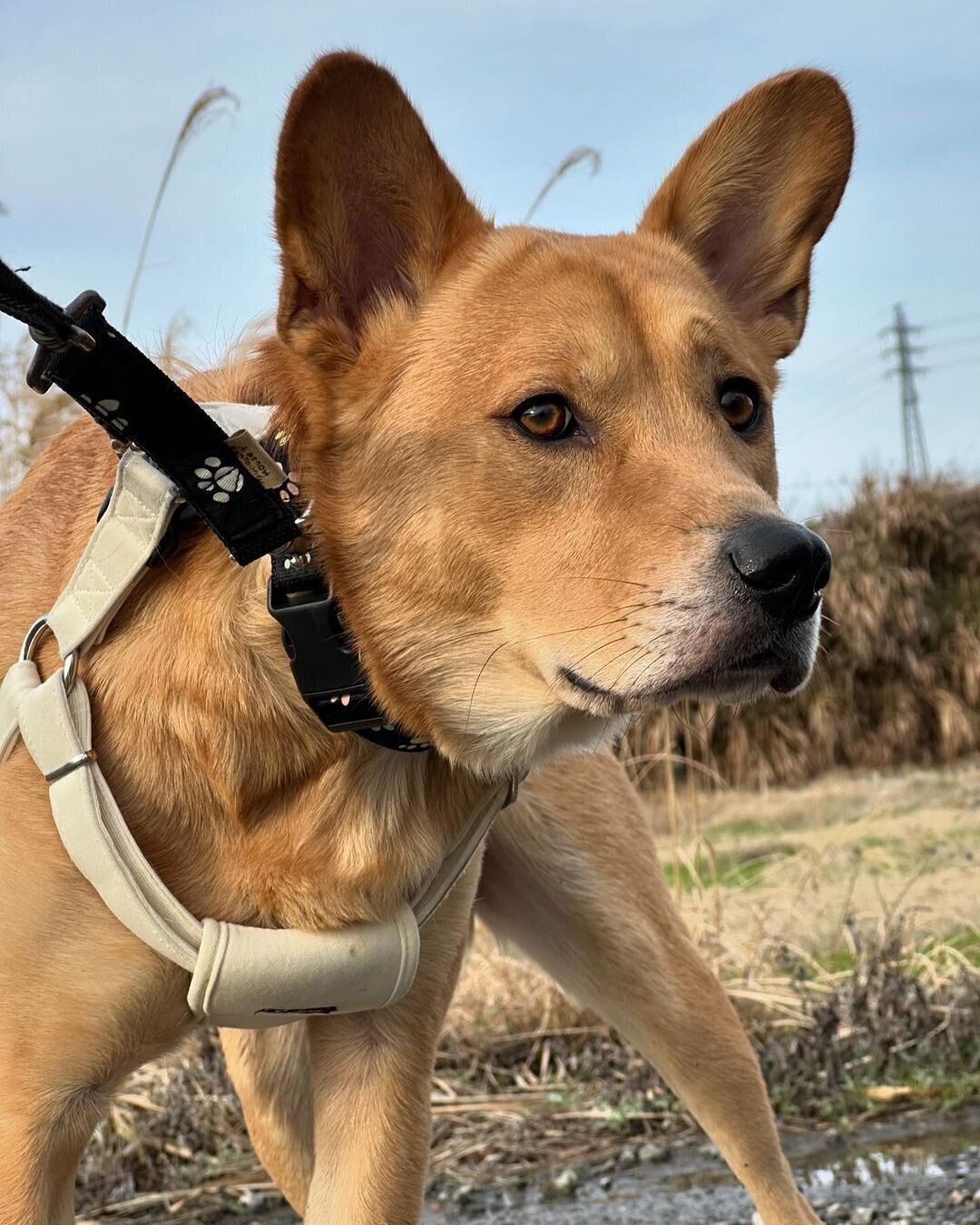 お散歩中のコタくん