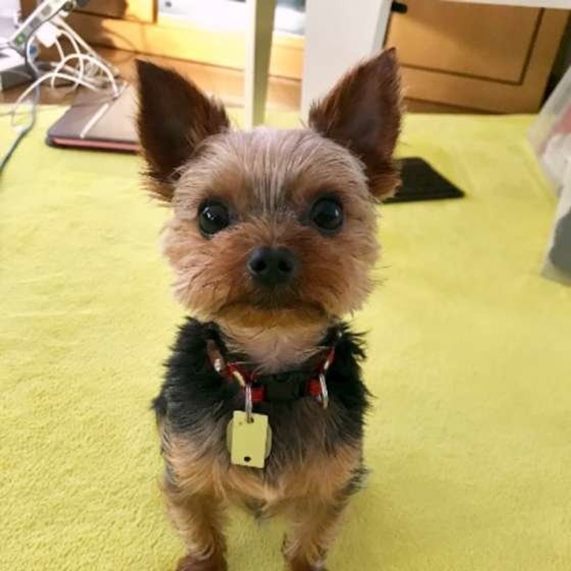 32種一覧付き テリア犬の特徴や性格 代表種をご紹介 いぬのきもちweb Magazine 32種一覧付き テリア犬の特徴や性格 代表種をご紹介 いぬのきもちweb Magazine