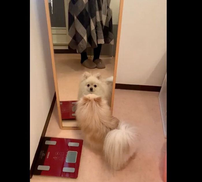 鏡を初めて見たおもちくん