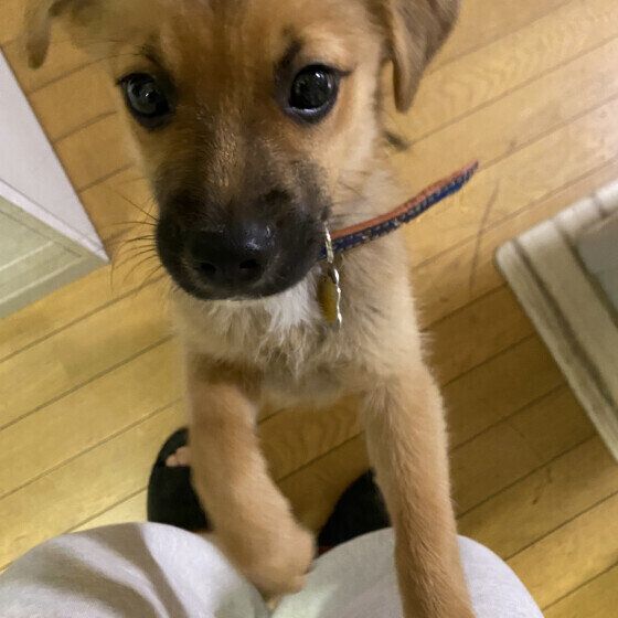 小型犬の「ねぇねぇ」 いぬのきもち