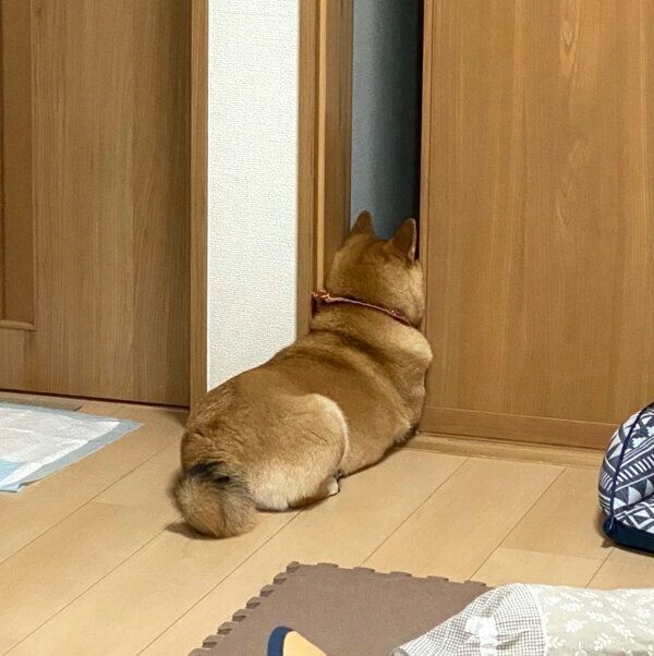 パパをシカトしてママの帰宅を待つはるちゃん