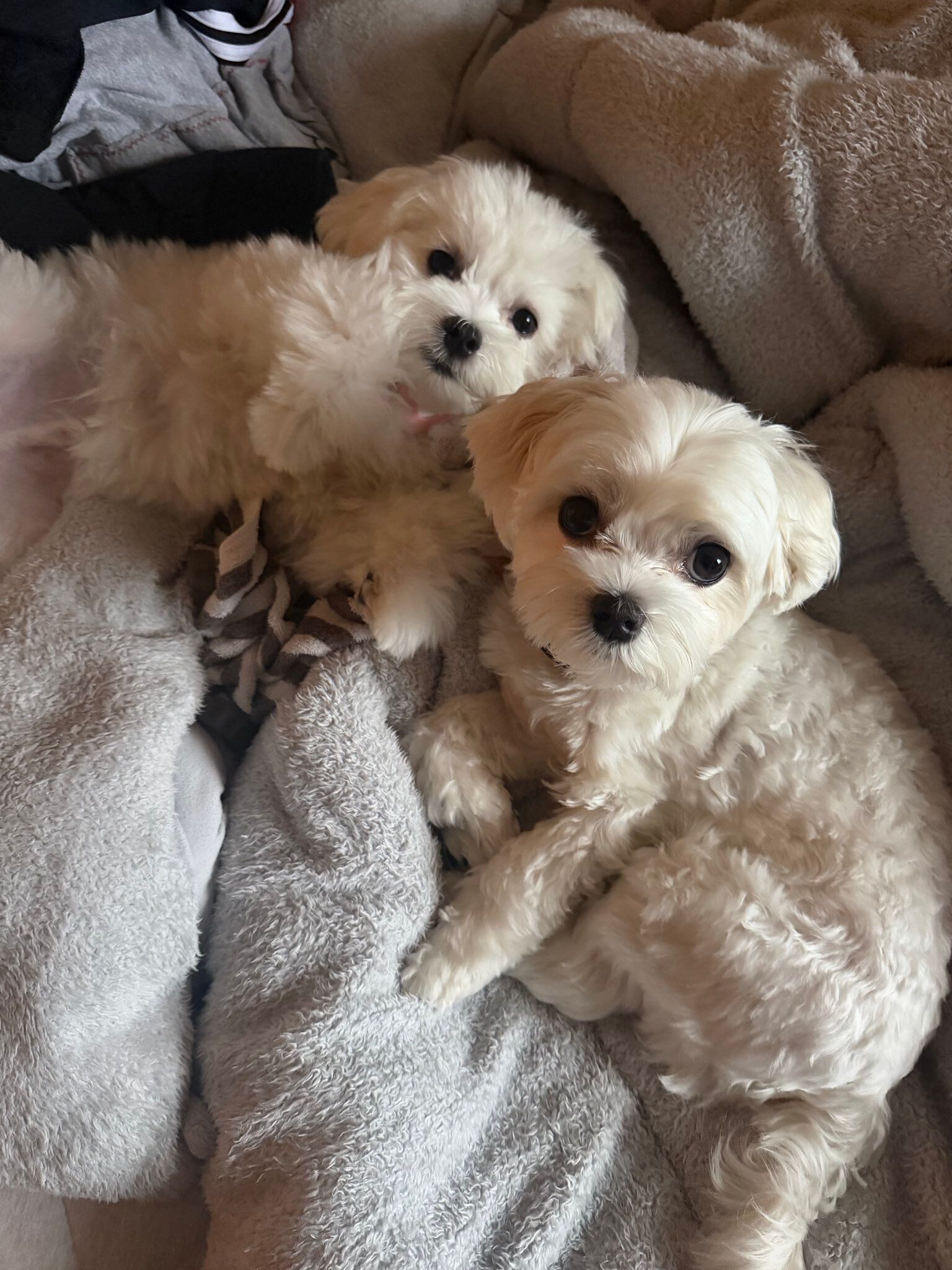 寄り添う2匹のマルチーズ