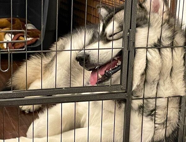 まったりするアルくん