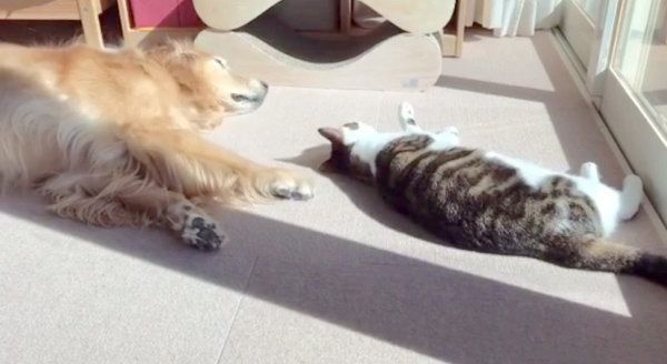 仲良しなゴールデン・レトリーバーと猫