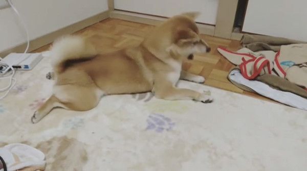 しっぽを威嚇する柴犬