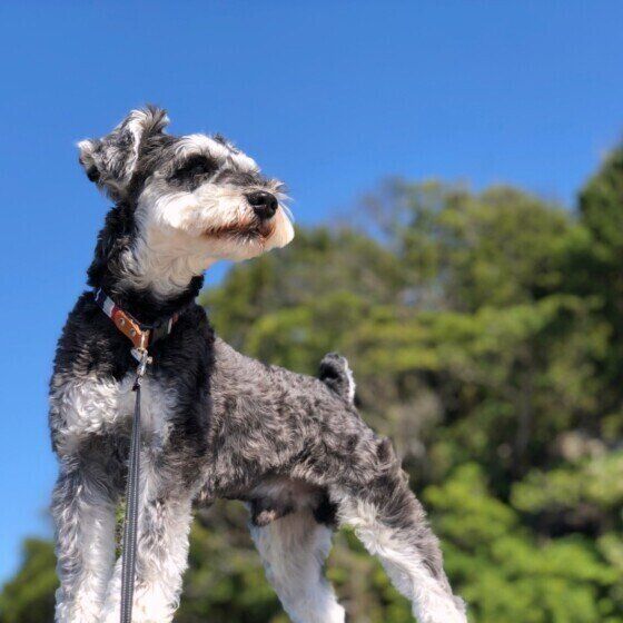 青空とミニチュア・シュナウザー