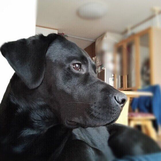 ラブラドール・レトリーバーのLuckyくん