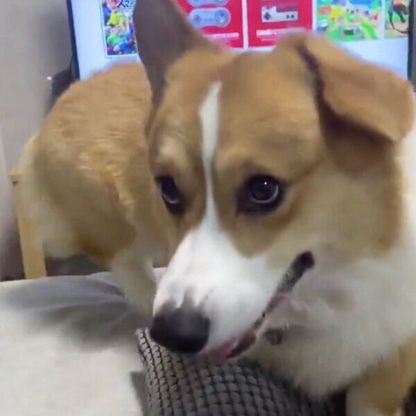 お散歩が楽しみなラッキーくん