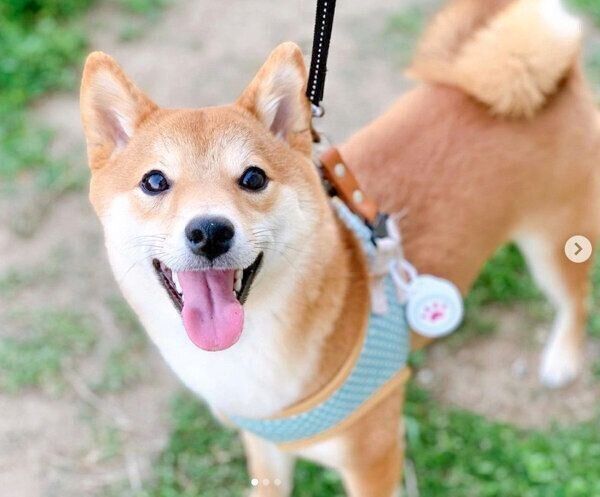 お散歩をするぽたちゃん