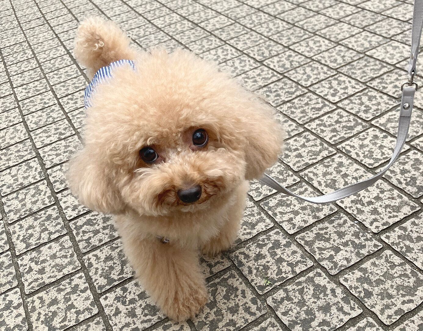 いぬのきもちフェスタ_いぬのきもち公式インスタグラマー