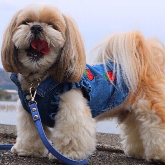 シー・ズーのポチャッコくん