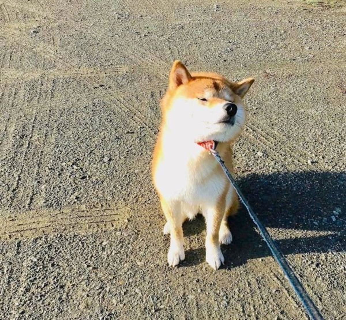 頑固だけど愛おしい 個性豊かな 拒否犬 たち集めました いぬのきもちweb Magazine 頑固だけど愛おしい 個性豊かな 拒否犬 たち集めました いぬのきもちweb Magazine