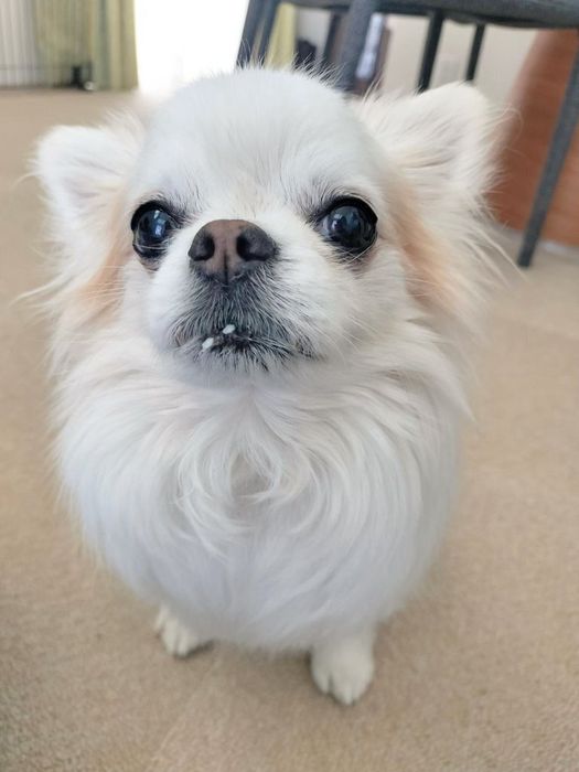 口元に何かをつけているチワワ