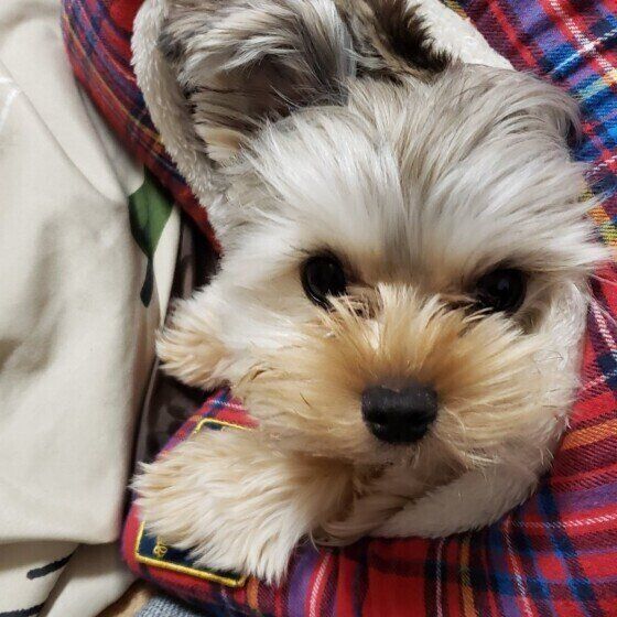 新しいハウスに入る、ヨークシャー・テリアのレオンくん♪