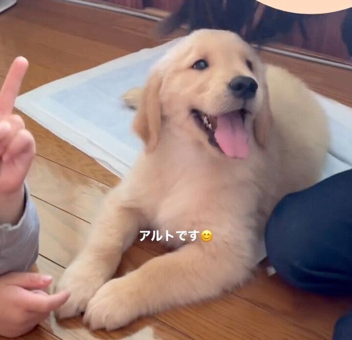お迎え初日のアルトくん