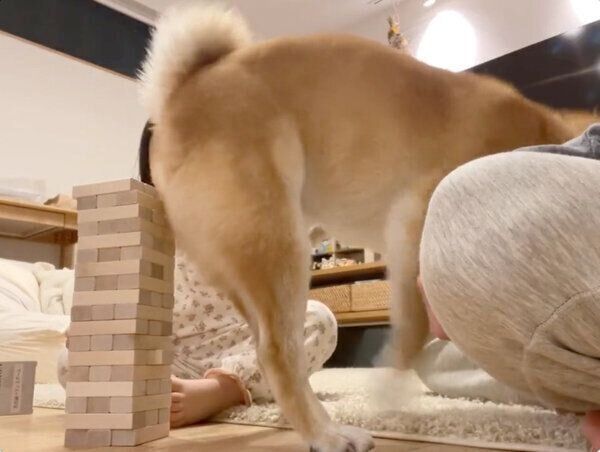 ジェンガにぶつかりそうなりんご郎くん