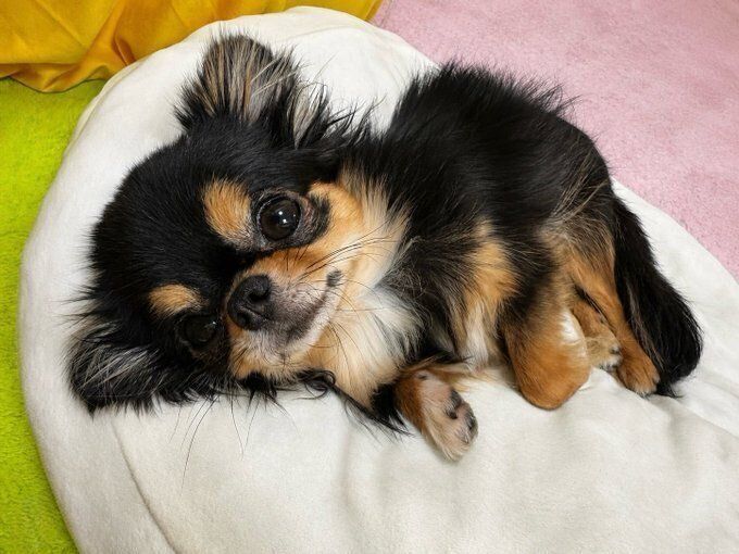 成長後のフラッペちゃん　すっかり安心しきった表情に