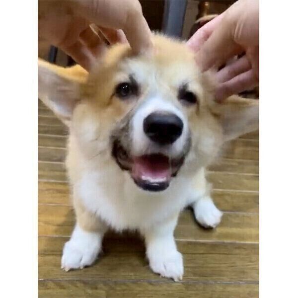 ヘッドマッサージでとろけるレイくん