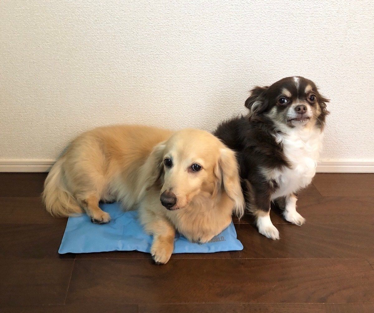 ダックスフンド＆チワワ