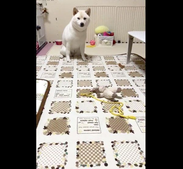 飼い主さんと独特な距離感を保つはるちゃん