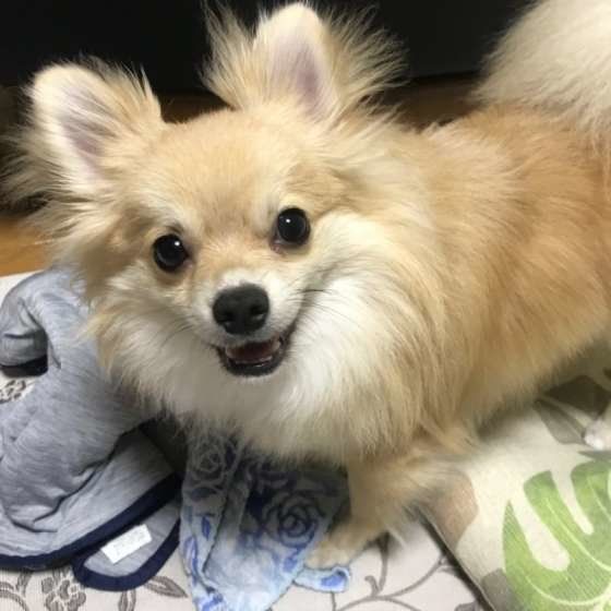 犬が すねてる と飼い主さんが感じるしぐさや行動を調査 いぬのきもちweb Magazine