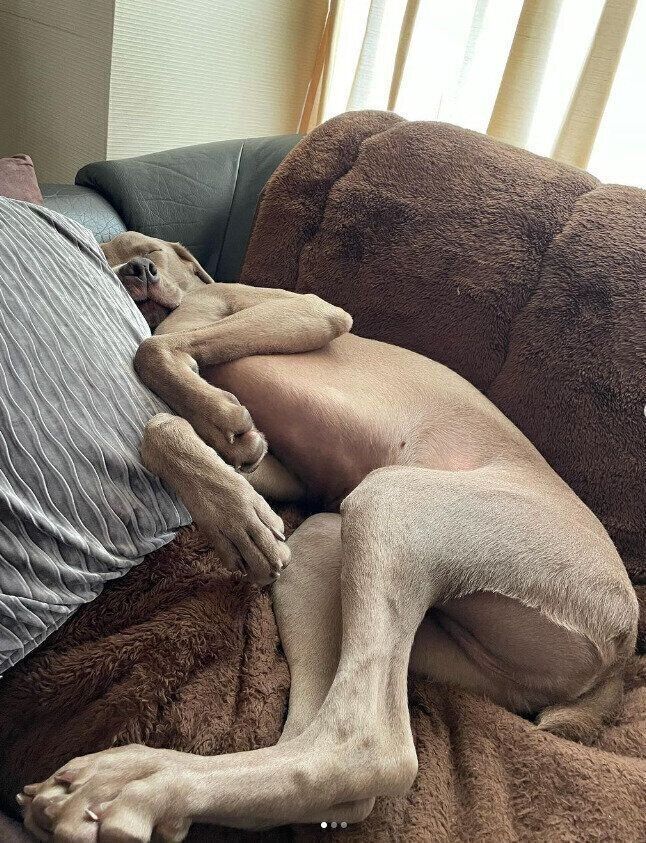 ソファに埋もれるケビンくん