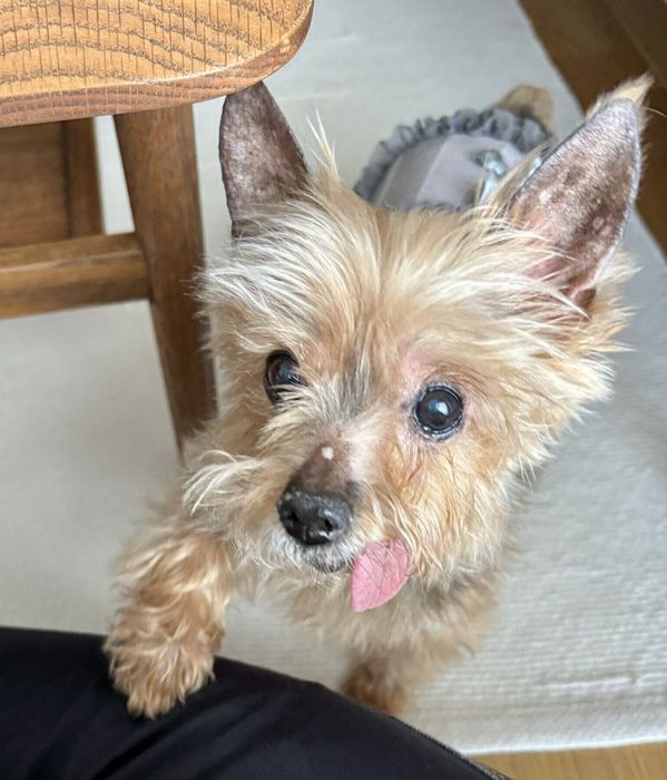 おやつを求めるからあげちゃん。