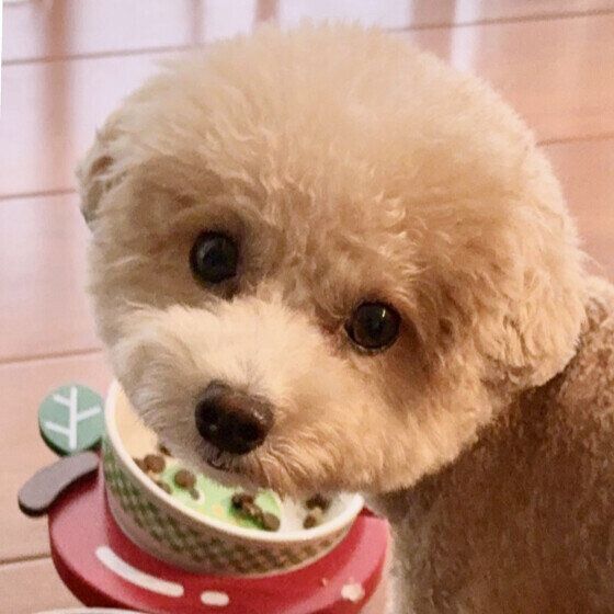 ごはん中のトイ・プードル