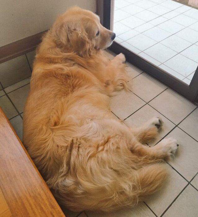 玄関に寝転がるGくん