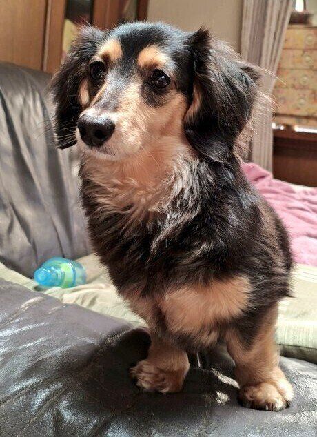 おやつを期待するくれあちゃんの様子